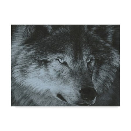 Carla Kurt 'Dark Wolf' Canvas Art,18x24